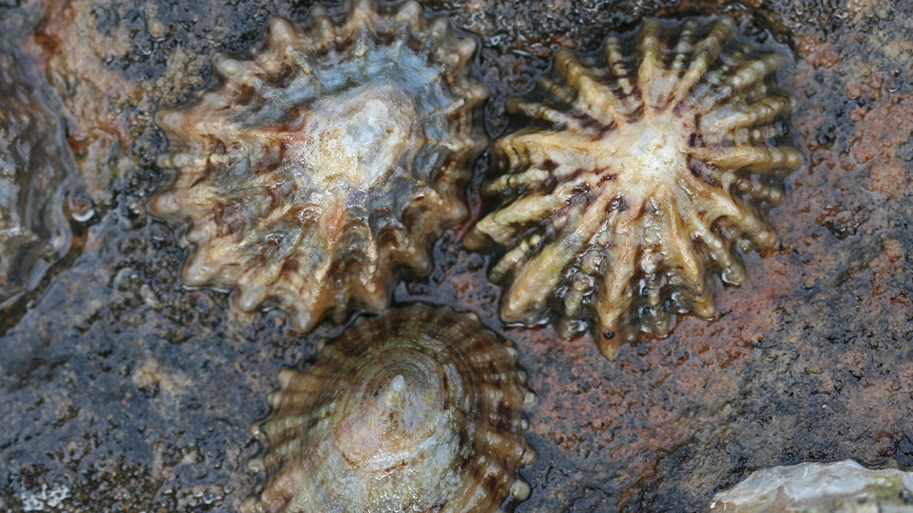 Snail’s Teeth Strongest Natural Material Ever Found The Weather Channel