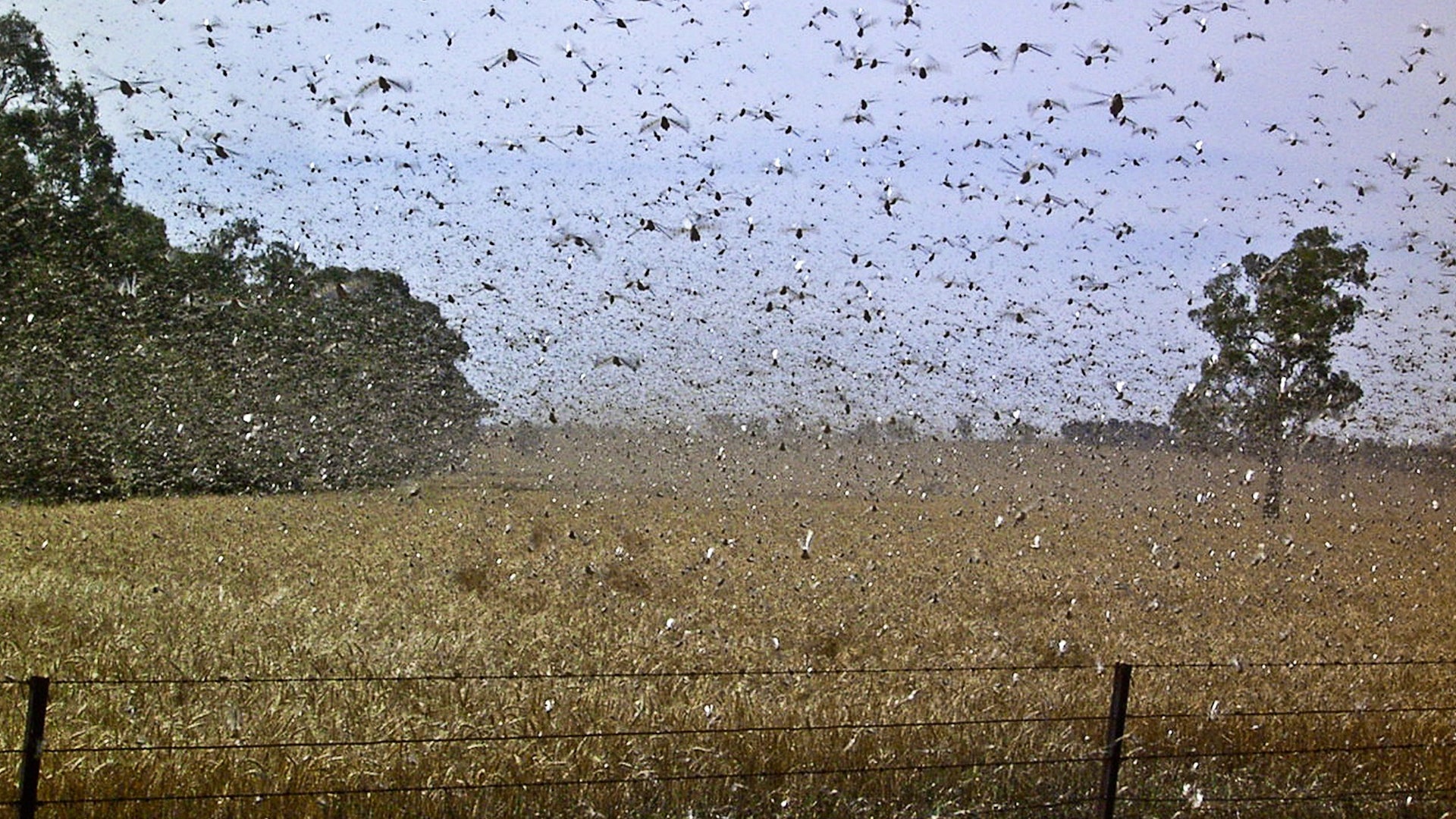 Thousands Of Locusts Swarm Australia Road; Is A Plague Next?