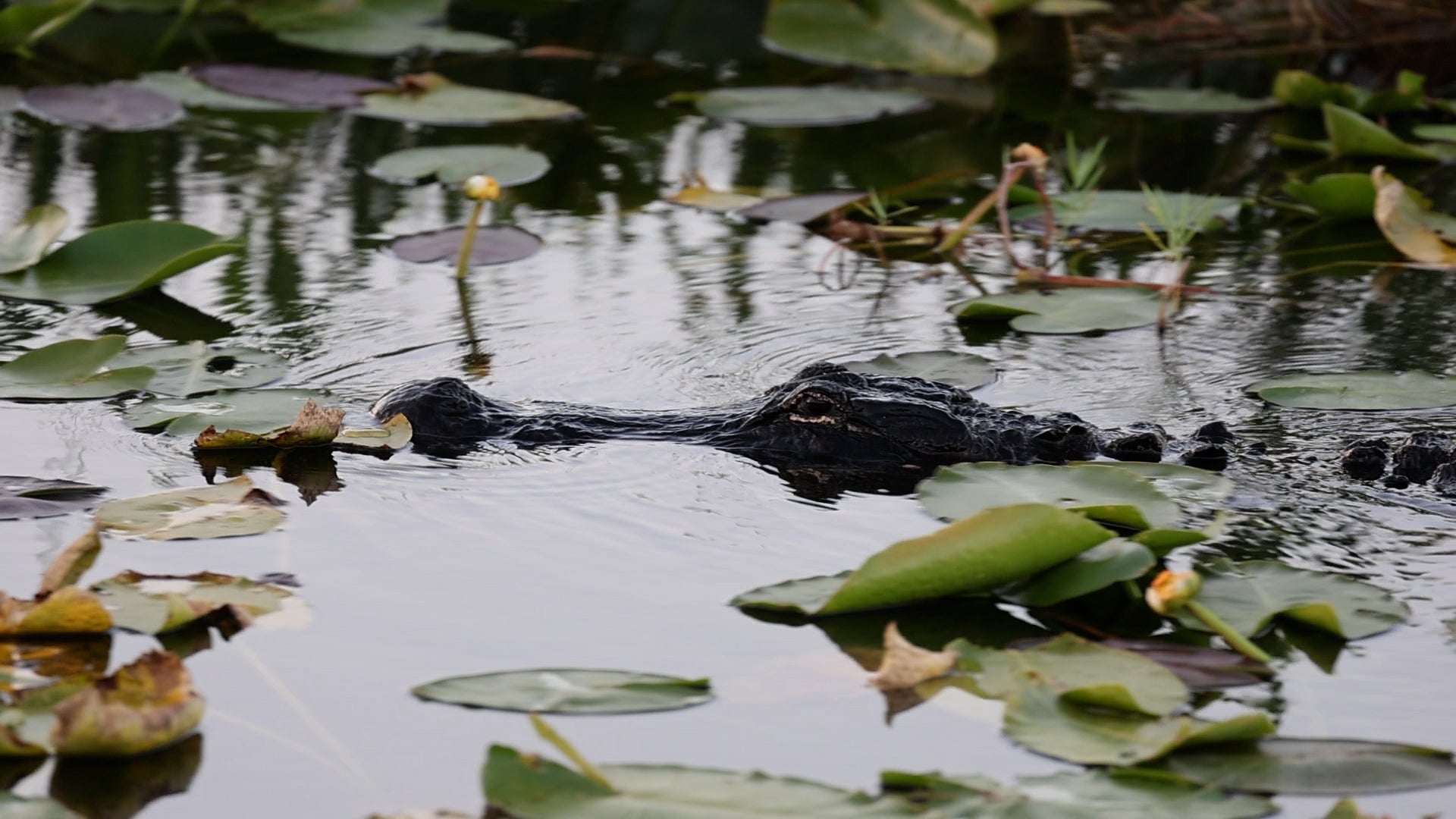 4 Dangers That Could Be Lurking In Milton&rsquo;s Floodwaters