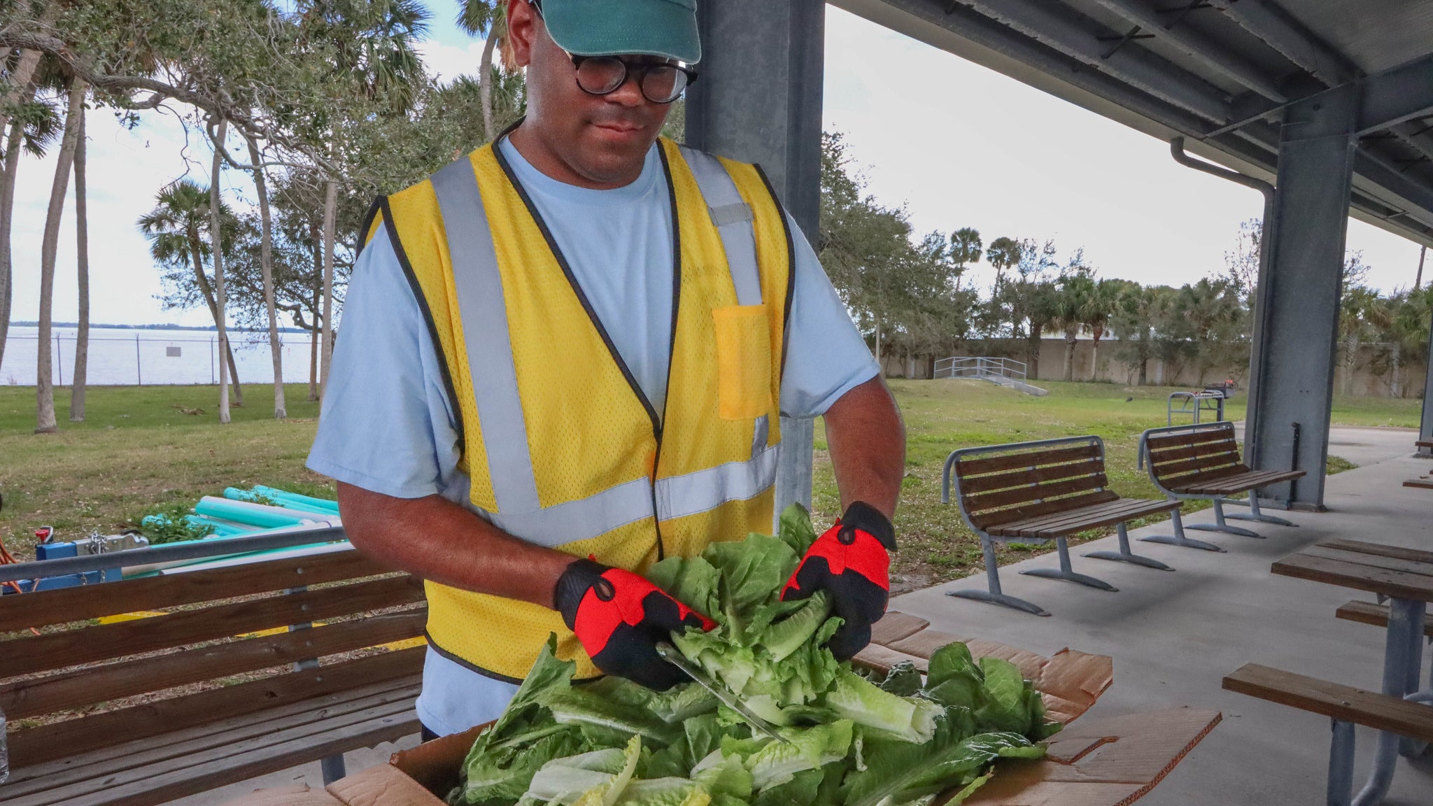 A person is seen cutting up green lettuce.