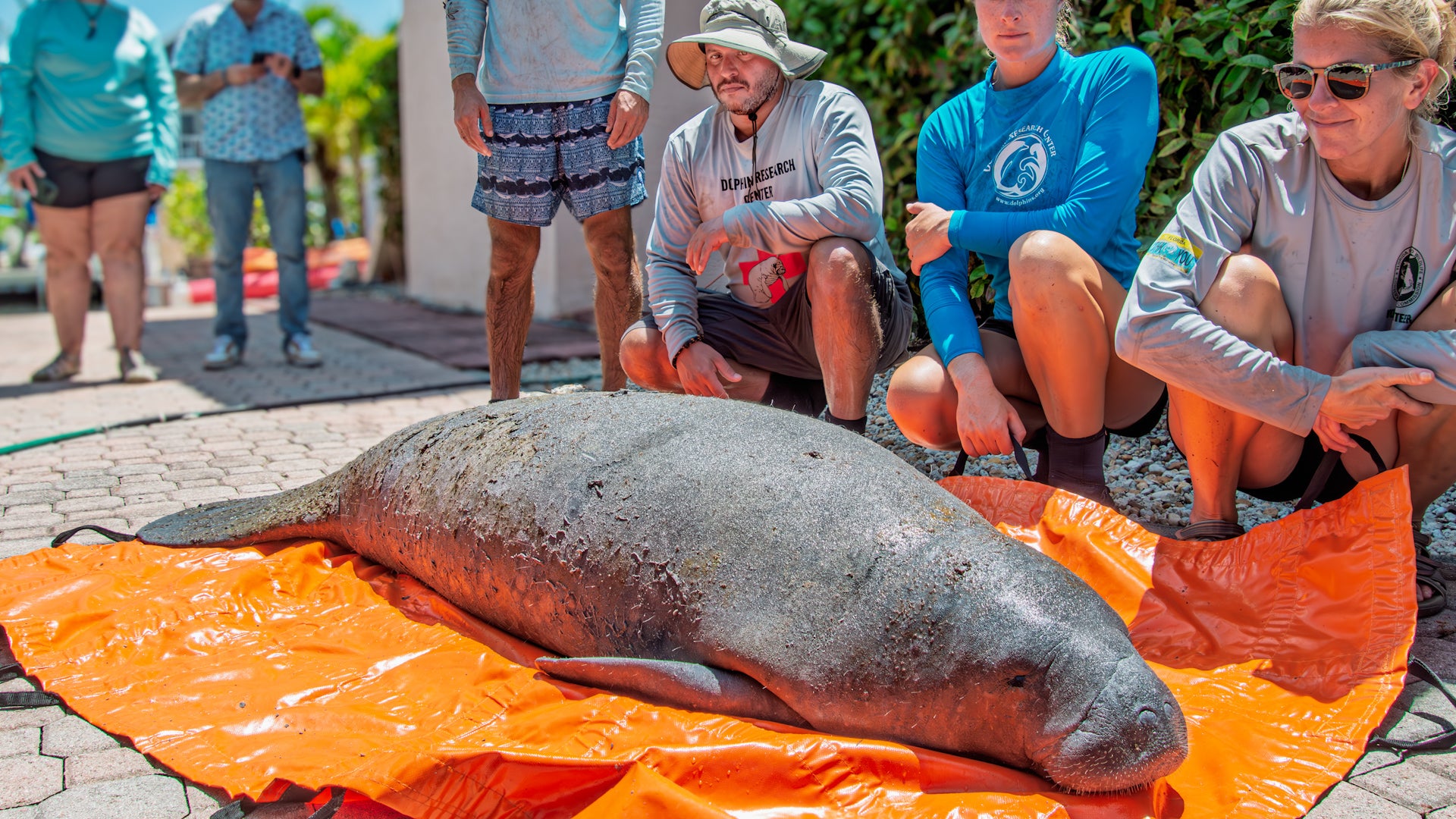 Storms, Heat And Boat Strikes: Manatees Face Record Danger