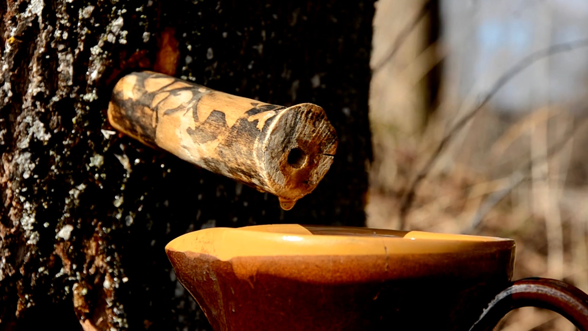 It&rsquo;s Almost Time To Tap The Trees For Maple Syrup Season