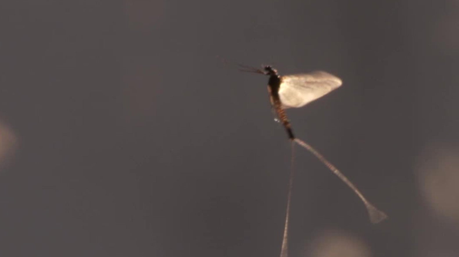 Large Decline in Mayflies Population in the U.S. a Warning Sign Large Decline in Mayflies Population in the U.S. a Warning Sign