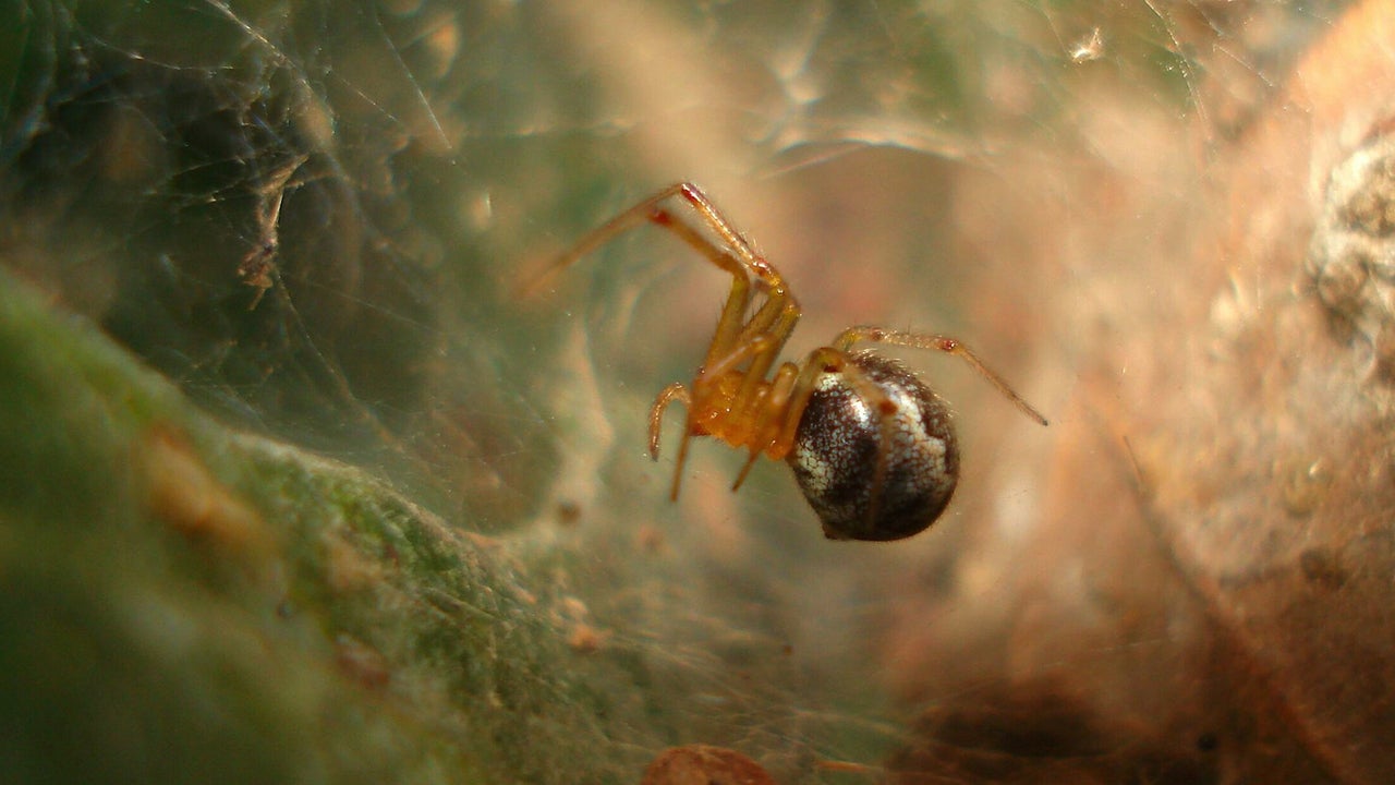 Tropical Cyclones Give Aggressive Spiders a Better Chance of Survival, Study Finds Tropical Cyclones Give Aggressive Spiders a Better Chance of Survival, Study Finds