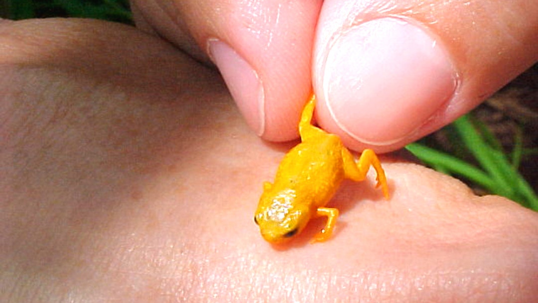 Mini Frogs, Plus 7 More Newly Discovered Creatures | The Weather Channel