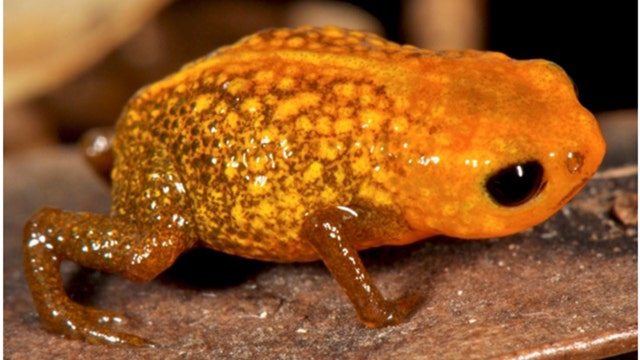 Mini Frogs, Plus 7 More Newly Discovered Creatures | The Weather Channel