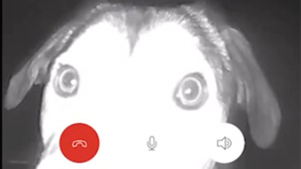 Missing Dog Trips Doorbell Cam