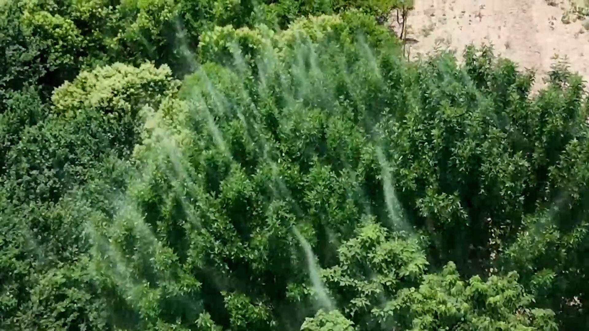 This Swarming Spectacle Is Not What It Seems