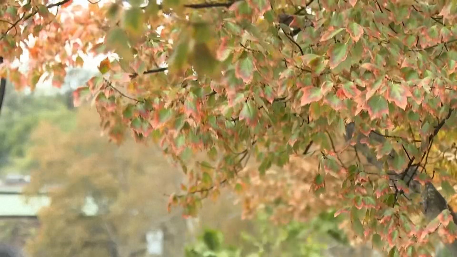 Fall Foliage Flop? Why Leaf Colors Are Muted This Year