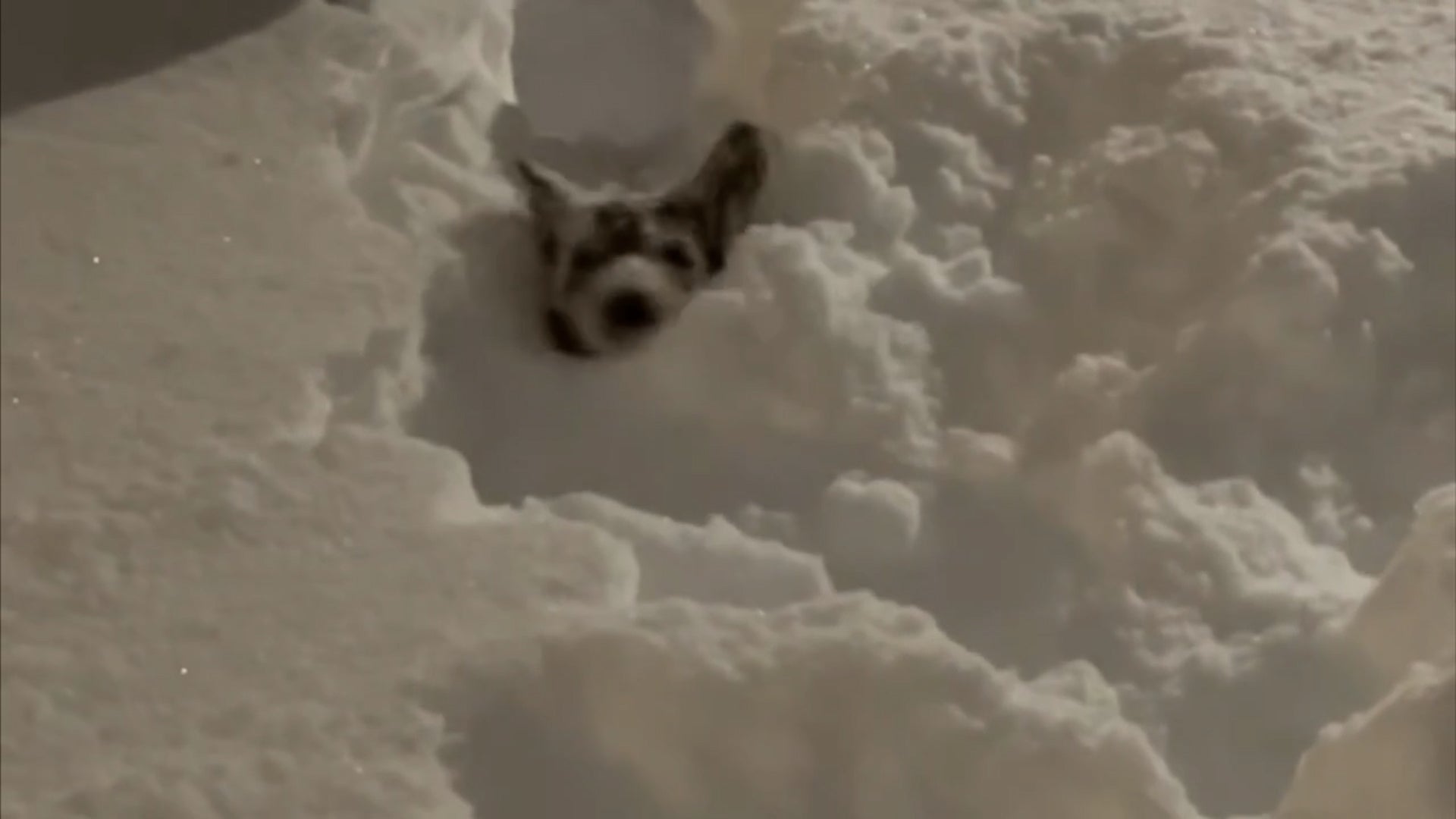 Dog Struggles In Record North Platte Snowstorm