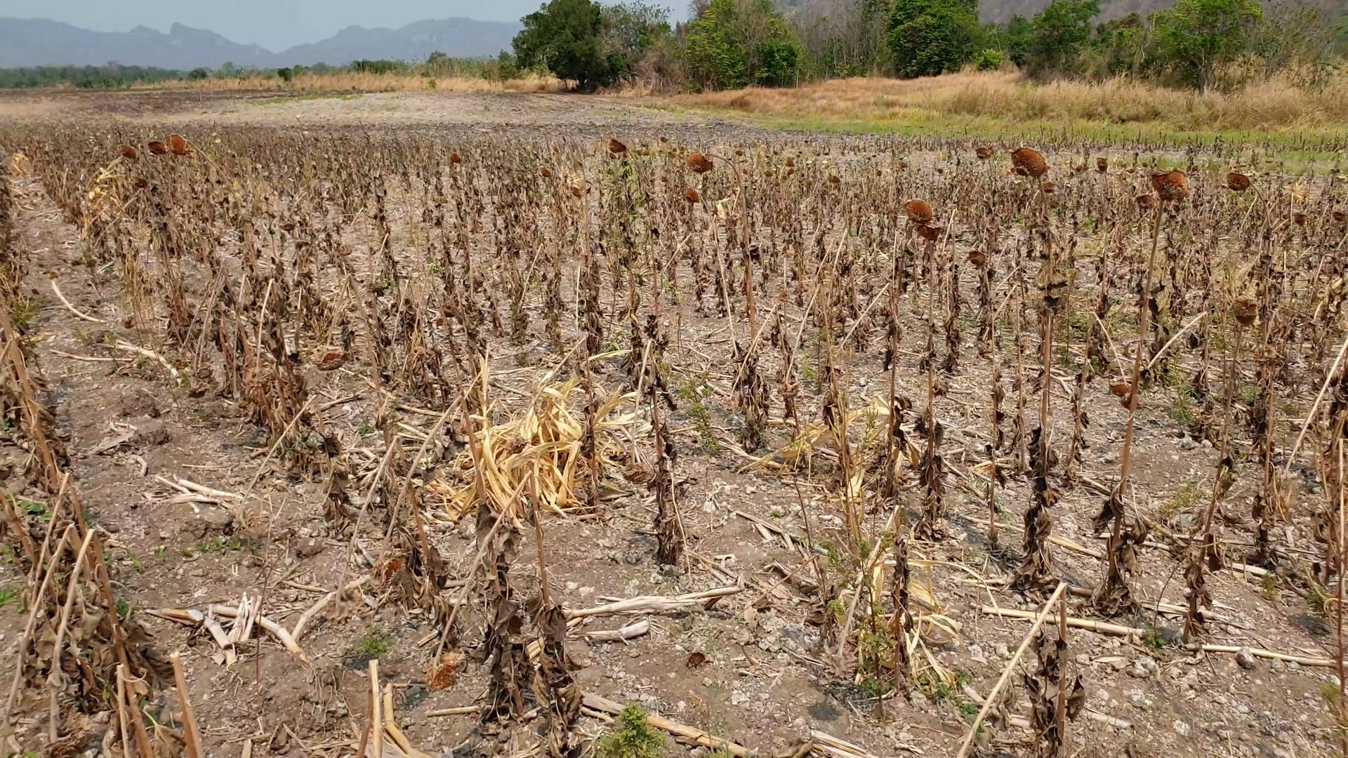 Weather Words: Drought