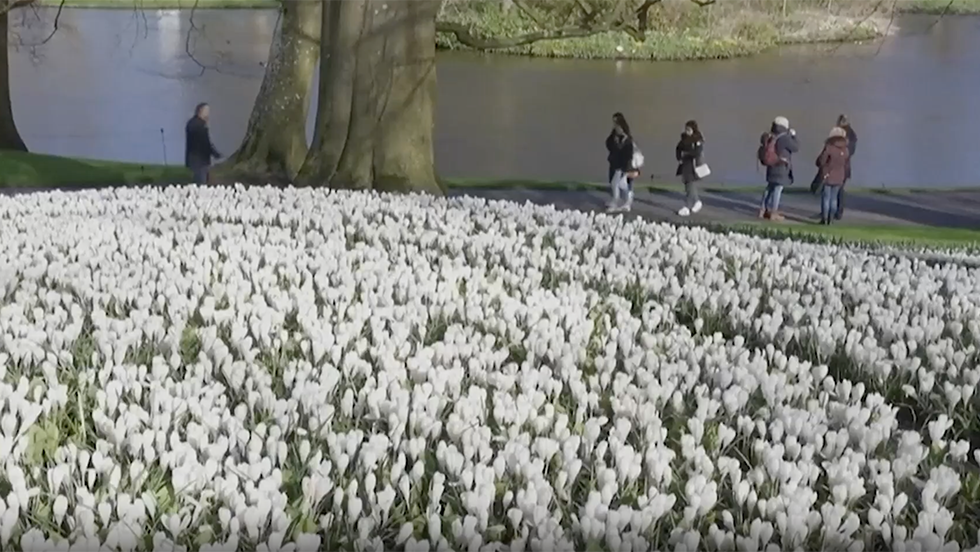 Netherlands&rsquo; Brilliant Tulip Gardens Are Open