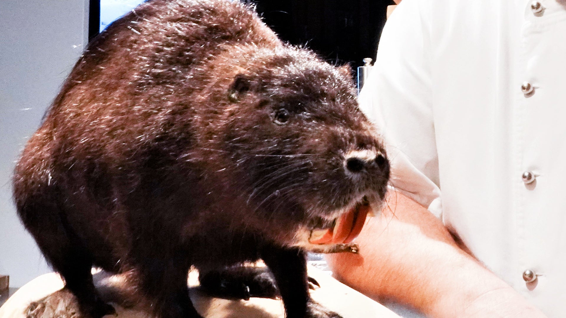 Nutria: It&rsquo;s What&rsquo;s For Dinner? Eating Invasive Species