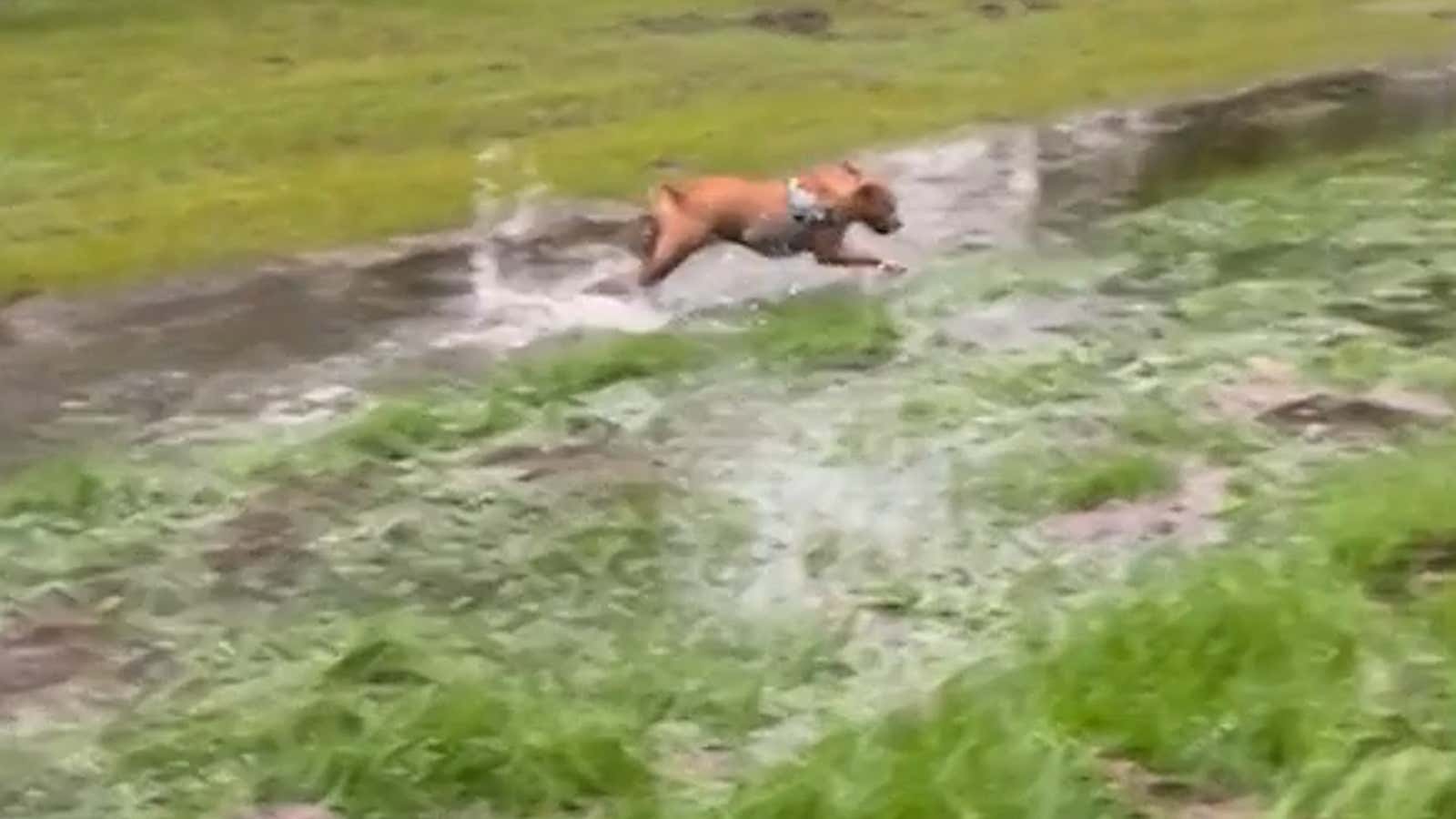 Puddles Of Pure Joy: Watch This Dog Play After The Rain