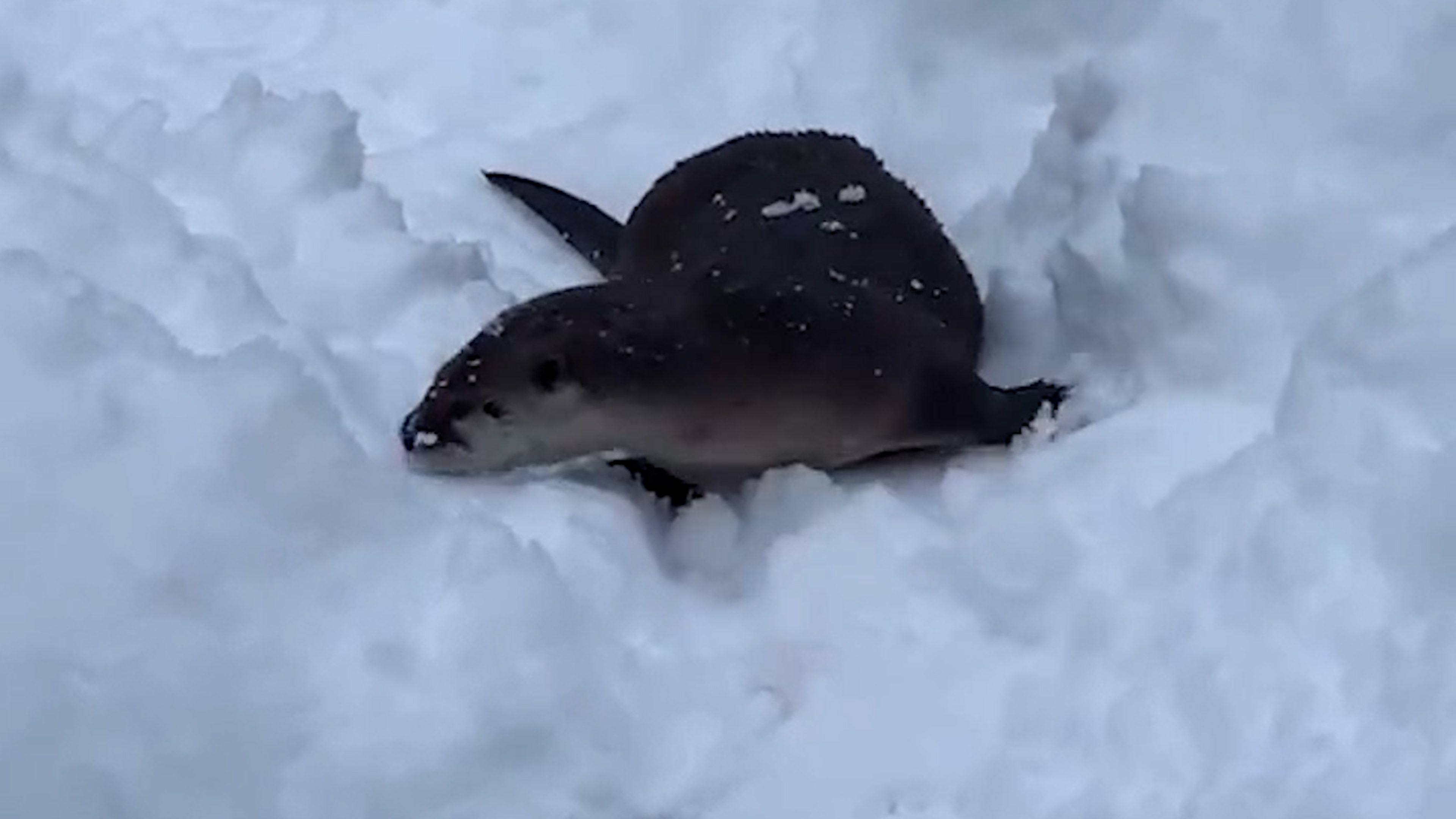 Otters Frolic In Snow At Michigan Zoo