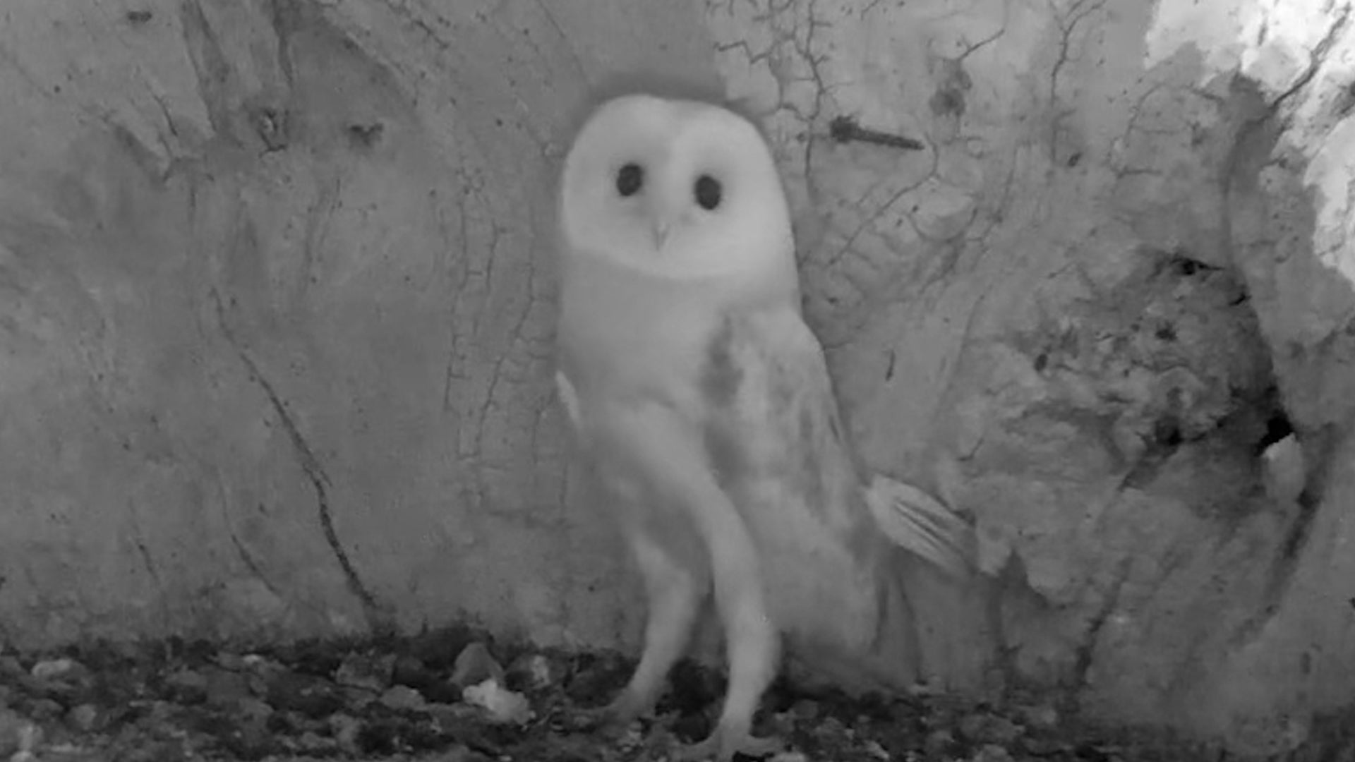 WATCH: Baby Barn Owl Hears Thunder For First Time