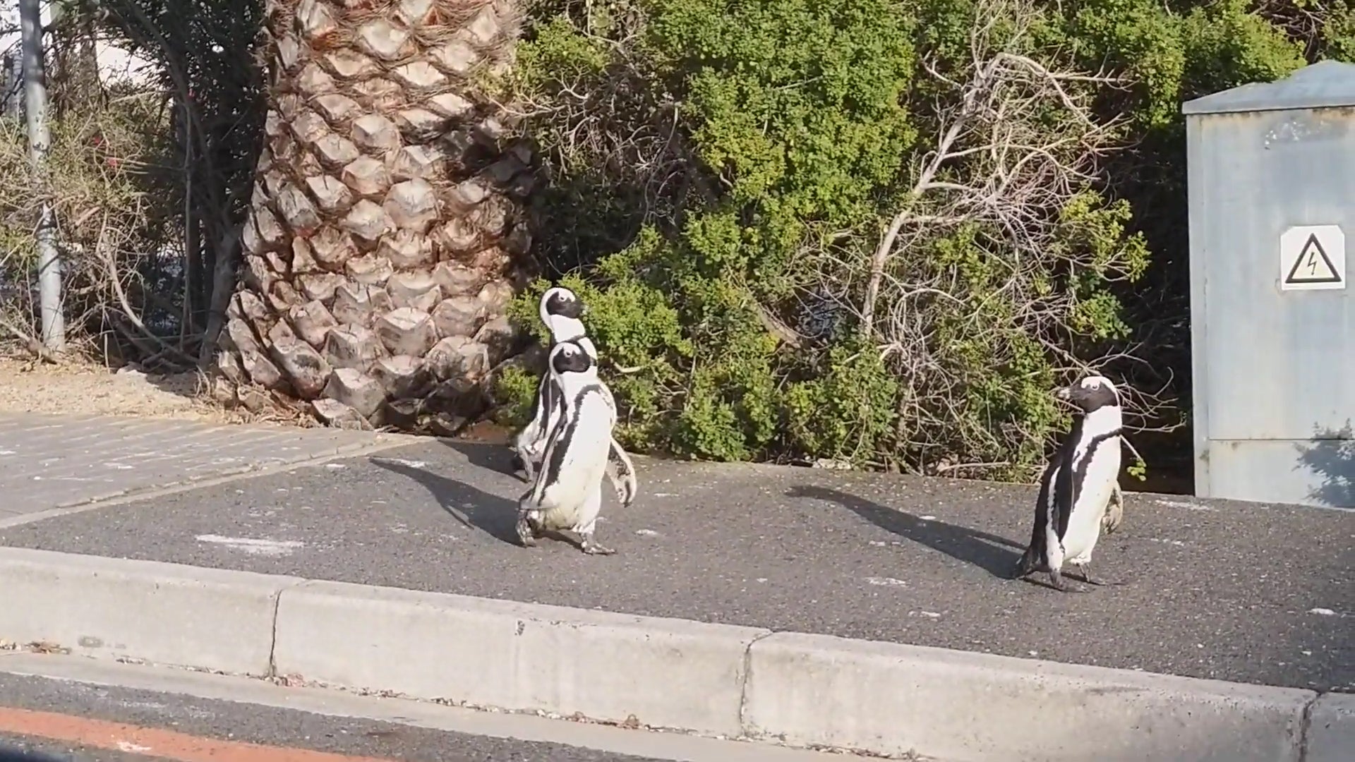 Penguins Stroll Across Empty Streets in South Africa&rsquo;s Cape Town