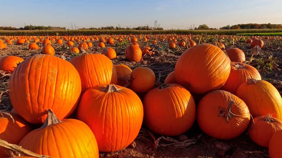 Glow Up This Fall With Pumpkin For Skin Care Videos From The Weather glow-up-this-fall-with-pumpkin-for-skin-care-videos-from-the-weather