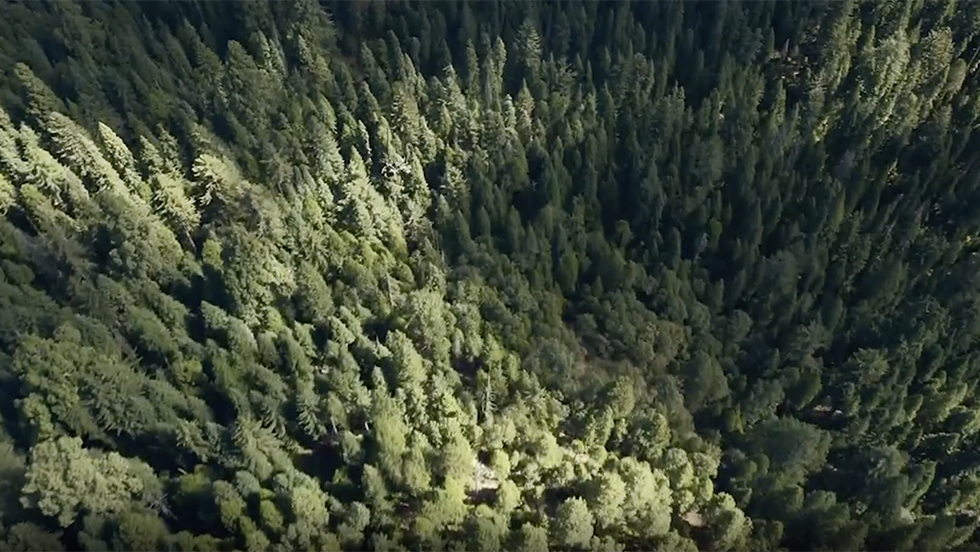 The Difference Between National Parks And National Forests
