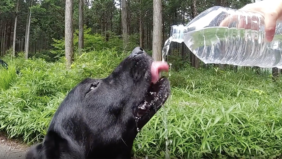 Keeping Pets Safe During Heat Waves