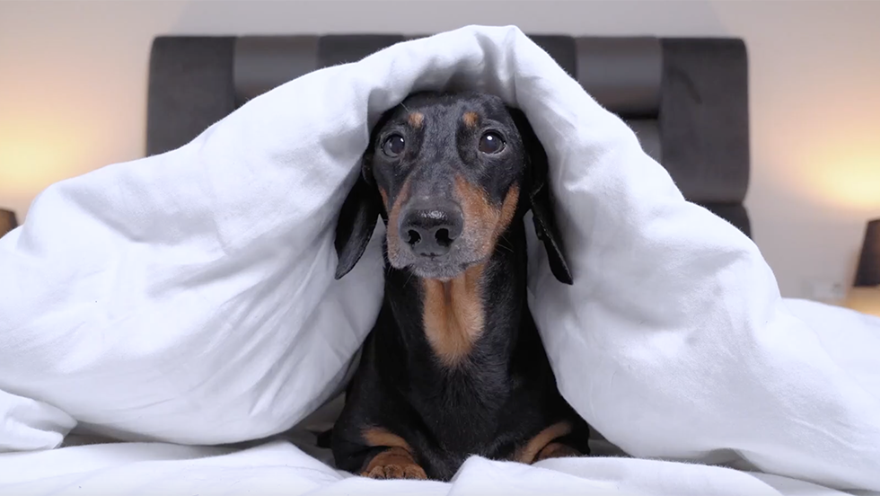 Weather forecast and conditions - PetsPrepHurricanes