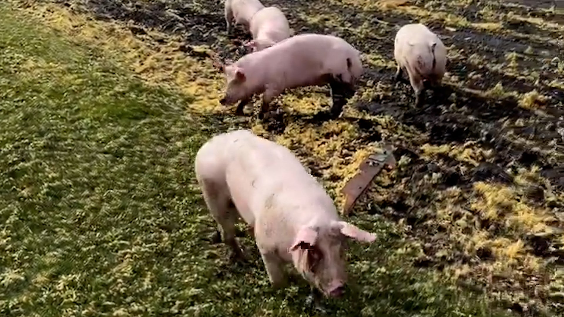 Brief Tornado In Rural Iowa Destroys Barn, Frees Pigs