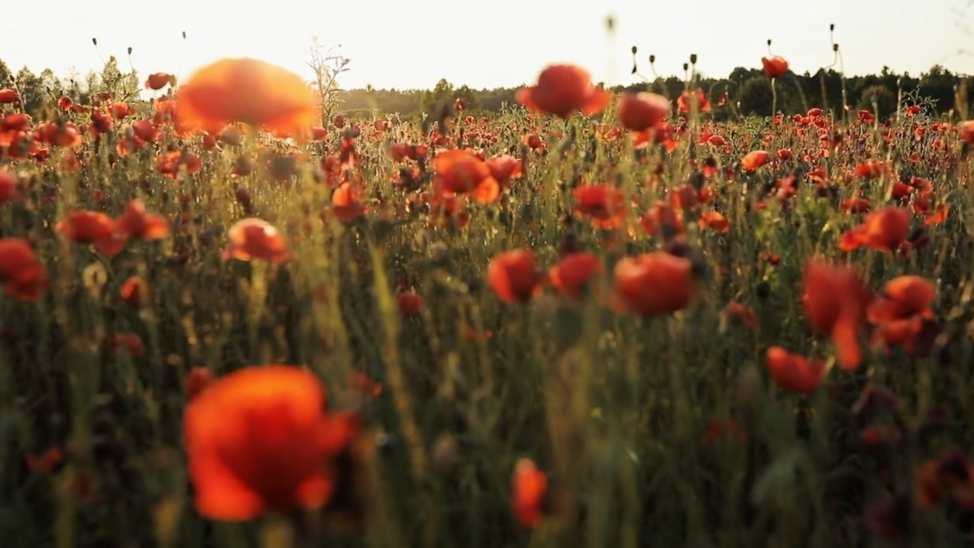 Plants That Can Predict Weather Changes