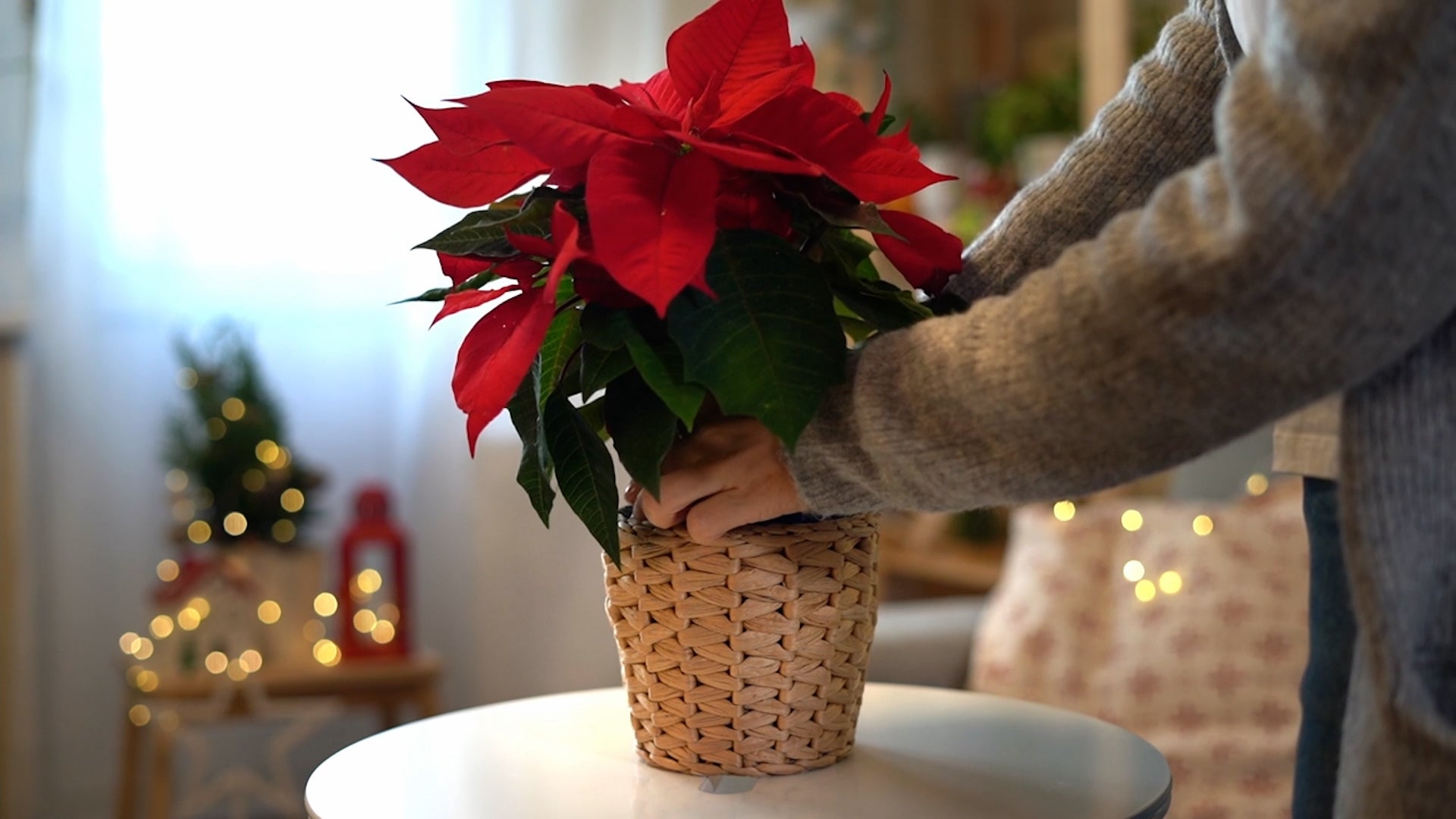 Don&rsquo;t Throw Your Poinsettia Away, Do This Instead