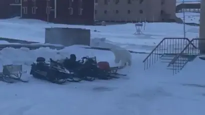 PolarBearChargeLoop-ezgif.com-video-to-w