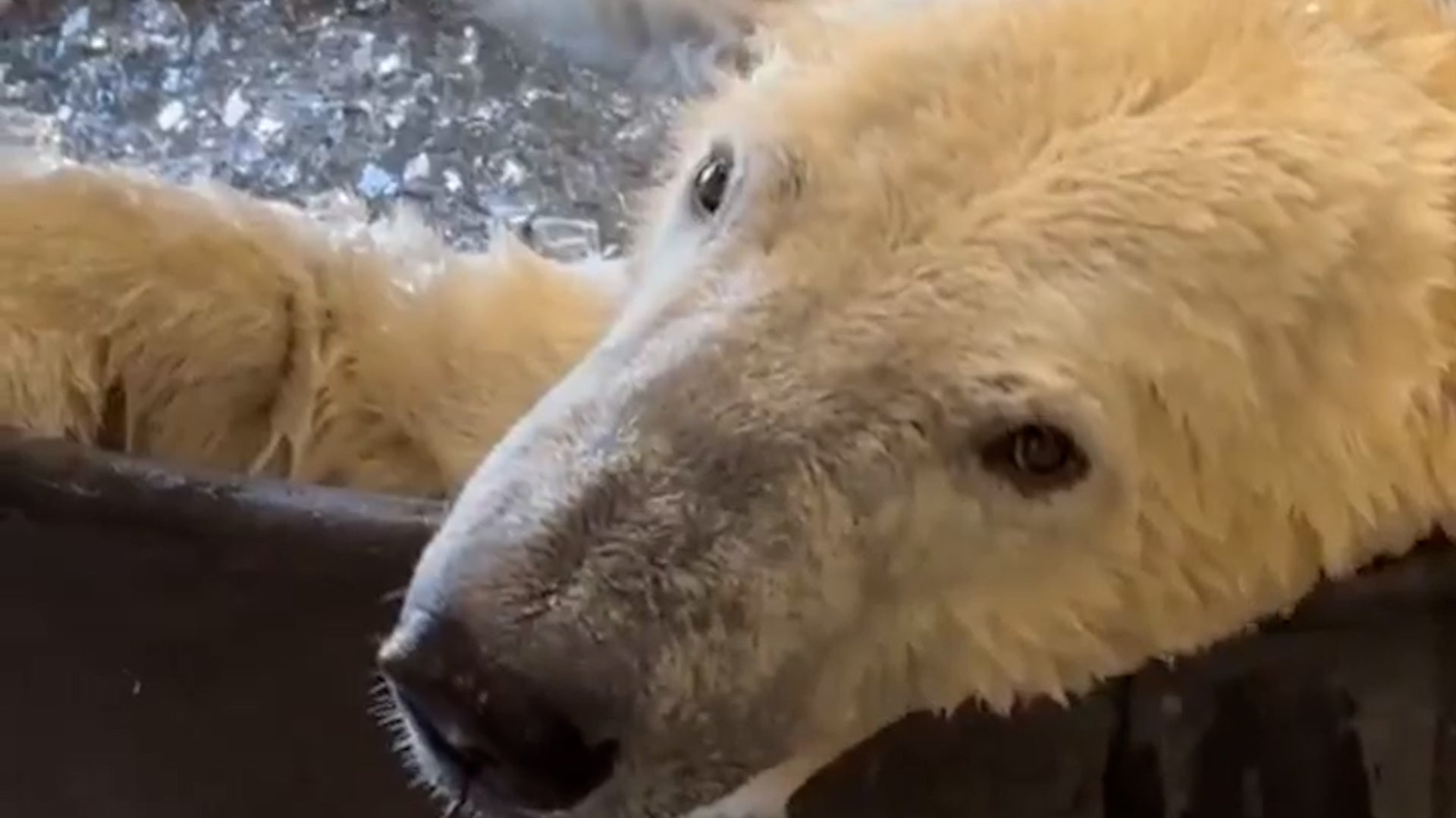 Watch: This Polar Bear Is Chill-Out Goals!