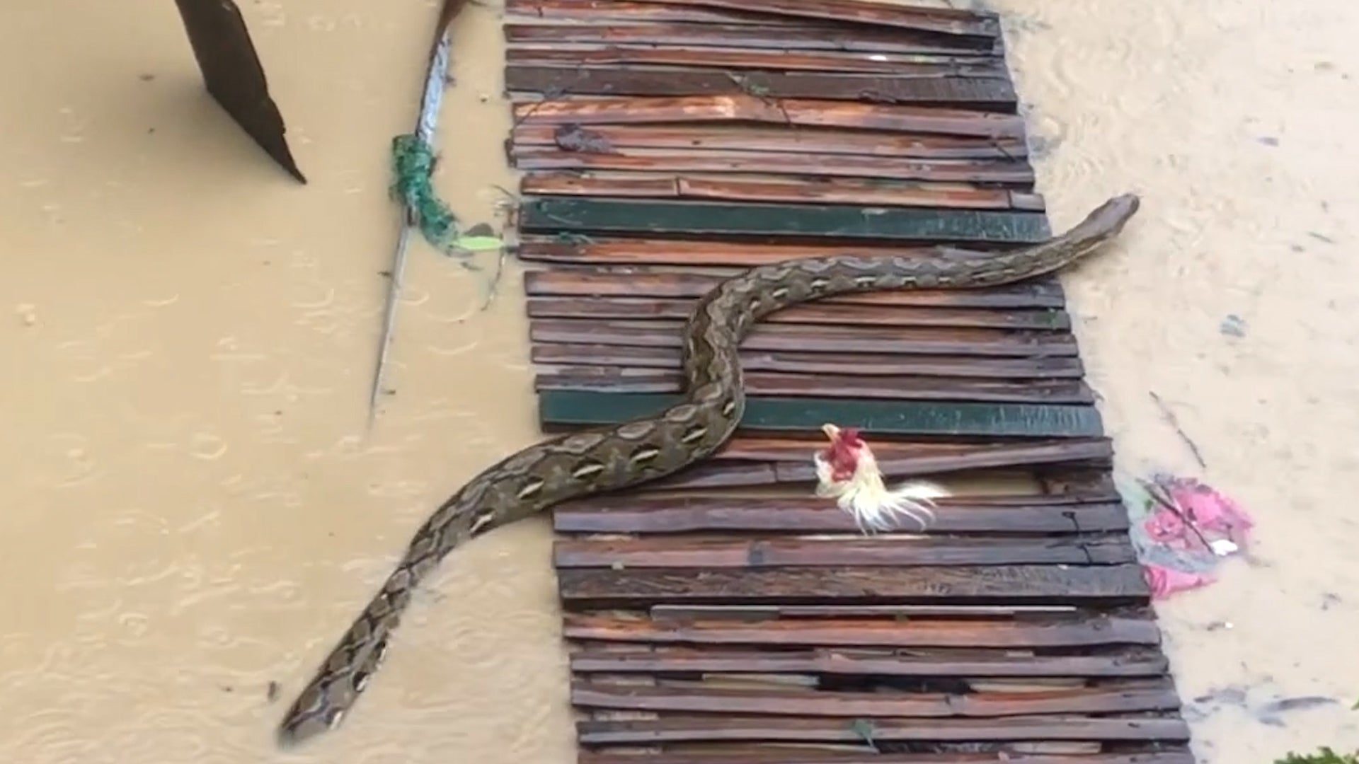 Watch: Python Surfaces During Typhoon Floods In Philippines