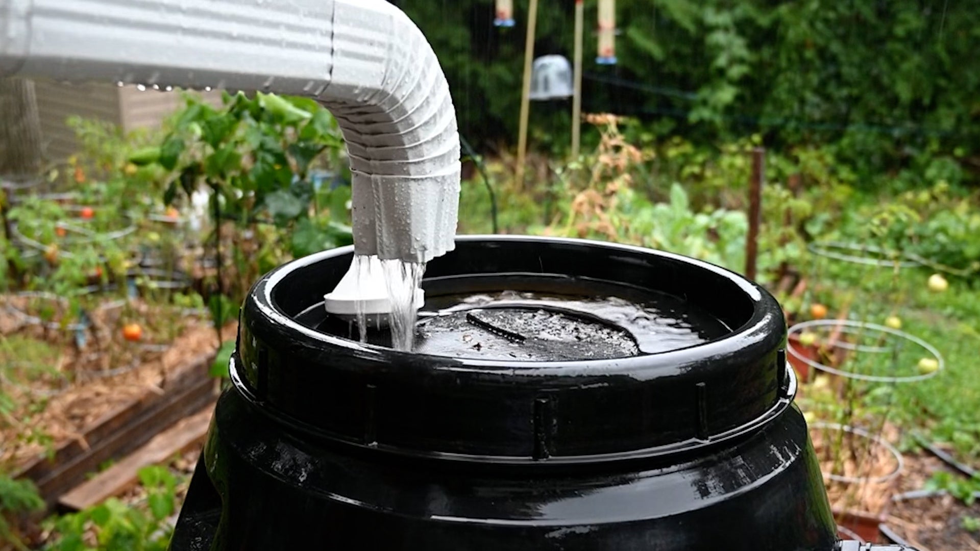Using Rain Barrels To Control Your Garden&rsquo;s Weather