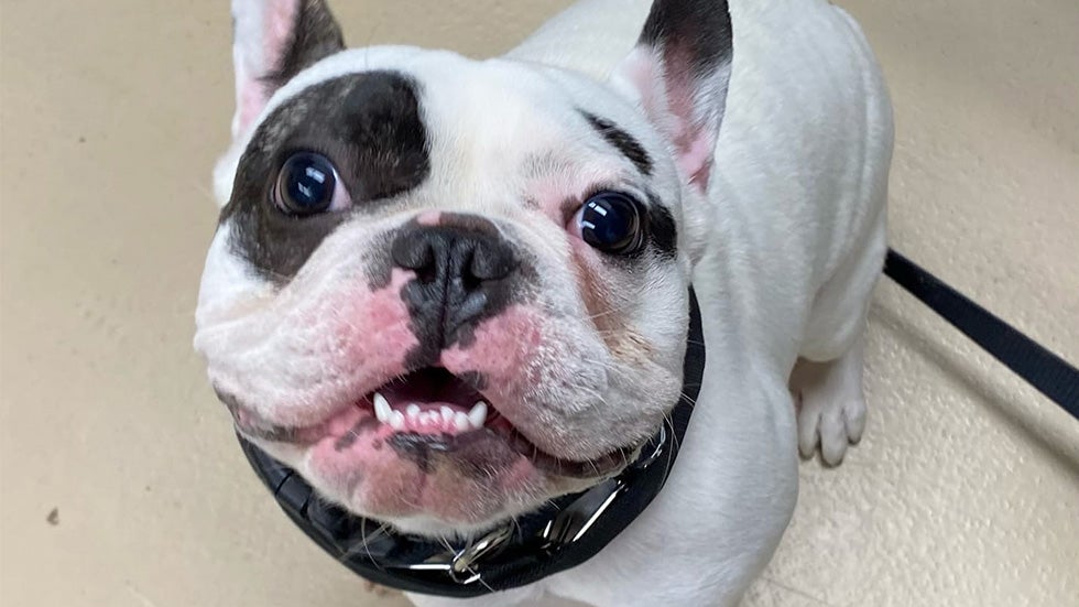 Ralphie16x9.jpg