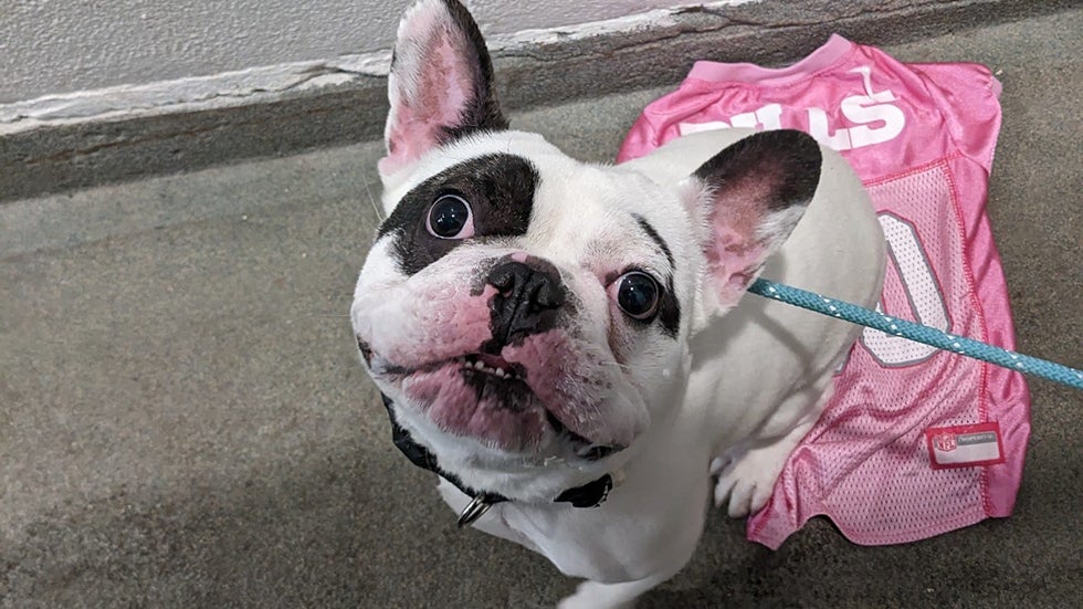 Animal Shelter Tries To Get 'Fire-Breathing Demon' Dog Adopted