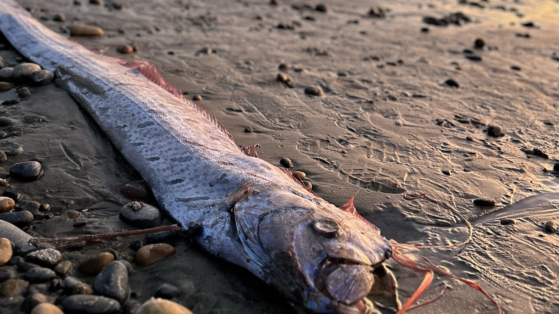 Second Rare 'Doomsday Fish' Washes Up In California