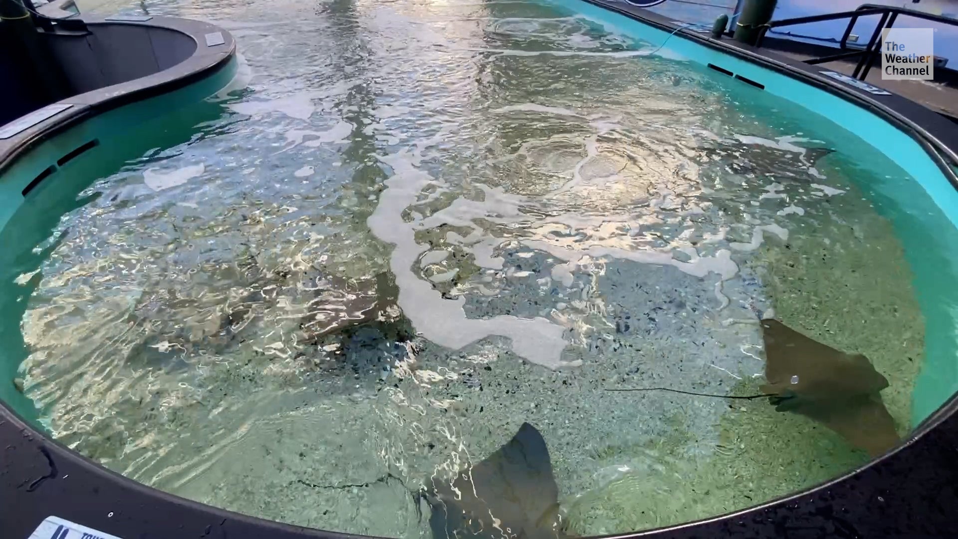 Tropicana Field&rsquo;s Stingrays Relocated After Milton