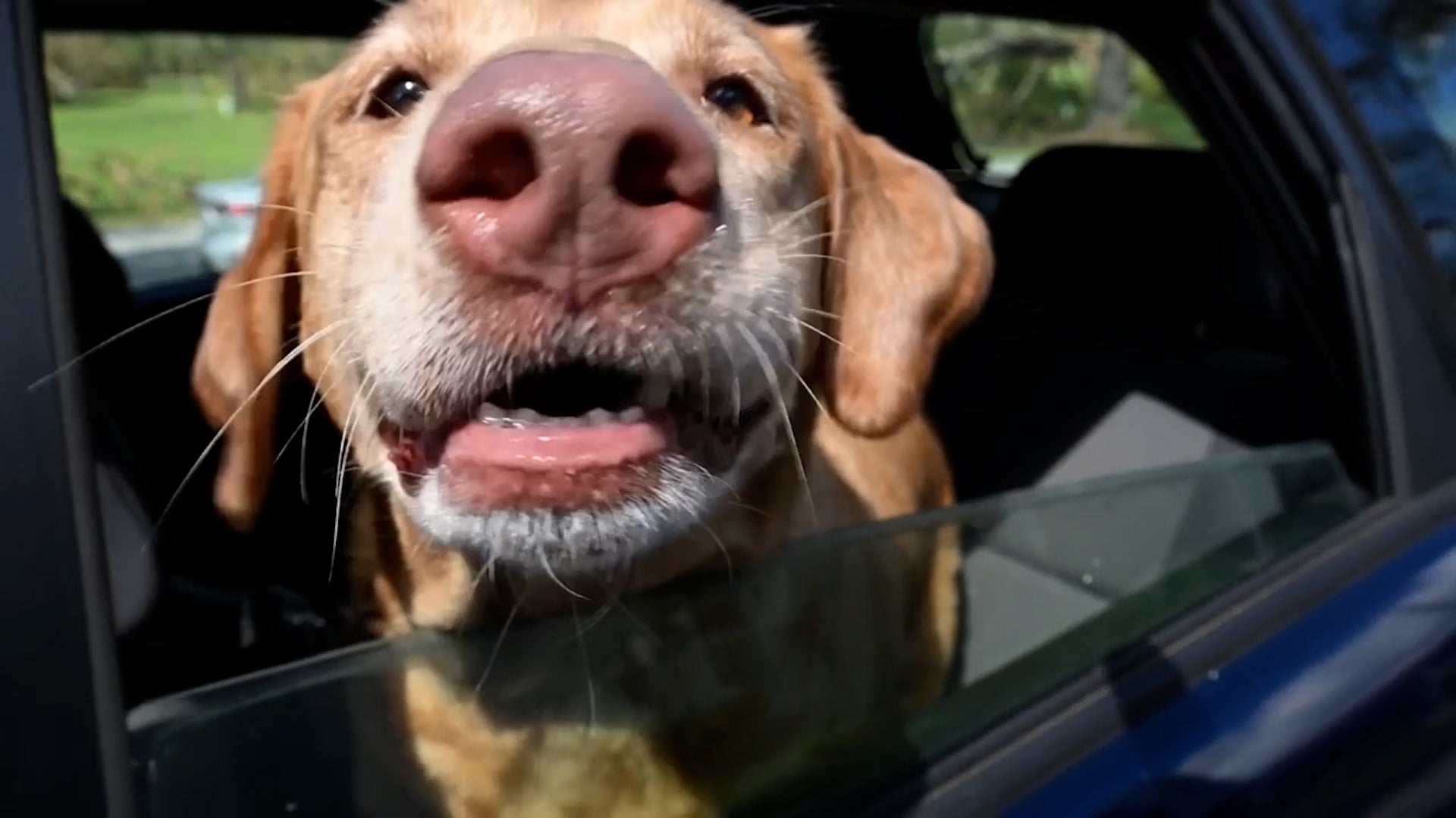 Help Arrives For Pets, Owners After Helene