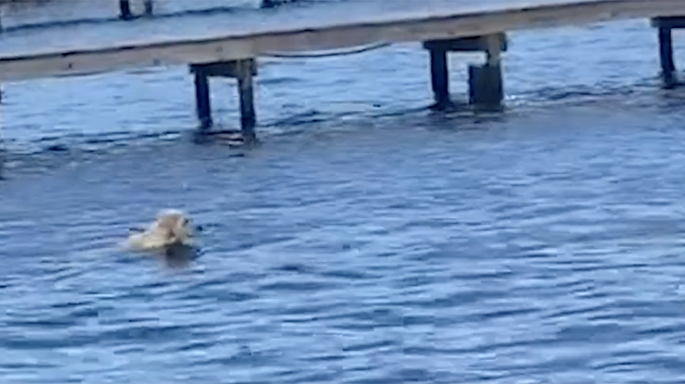 Manatees Freak Out Retriever