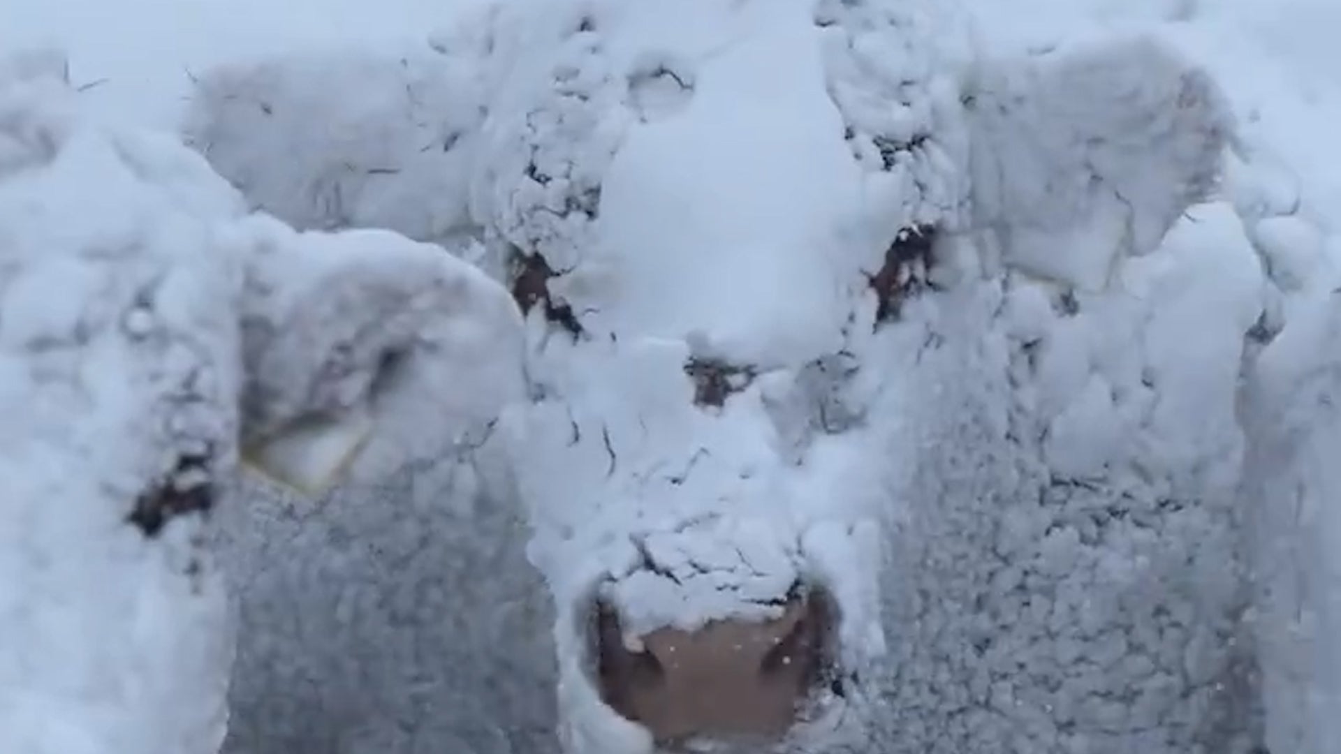 Warnings Issued Amid Heavy Winter Storm In Saskatchewan