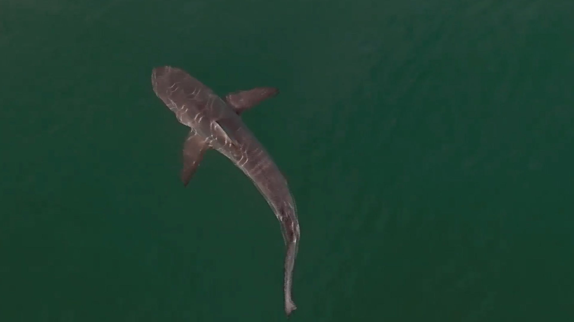 Shark Seen On The Hunt Just Off New York Beach