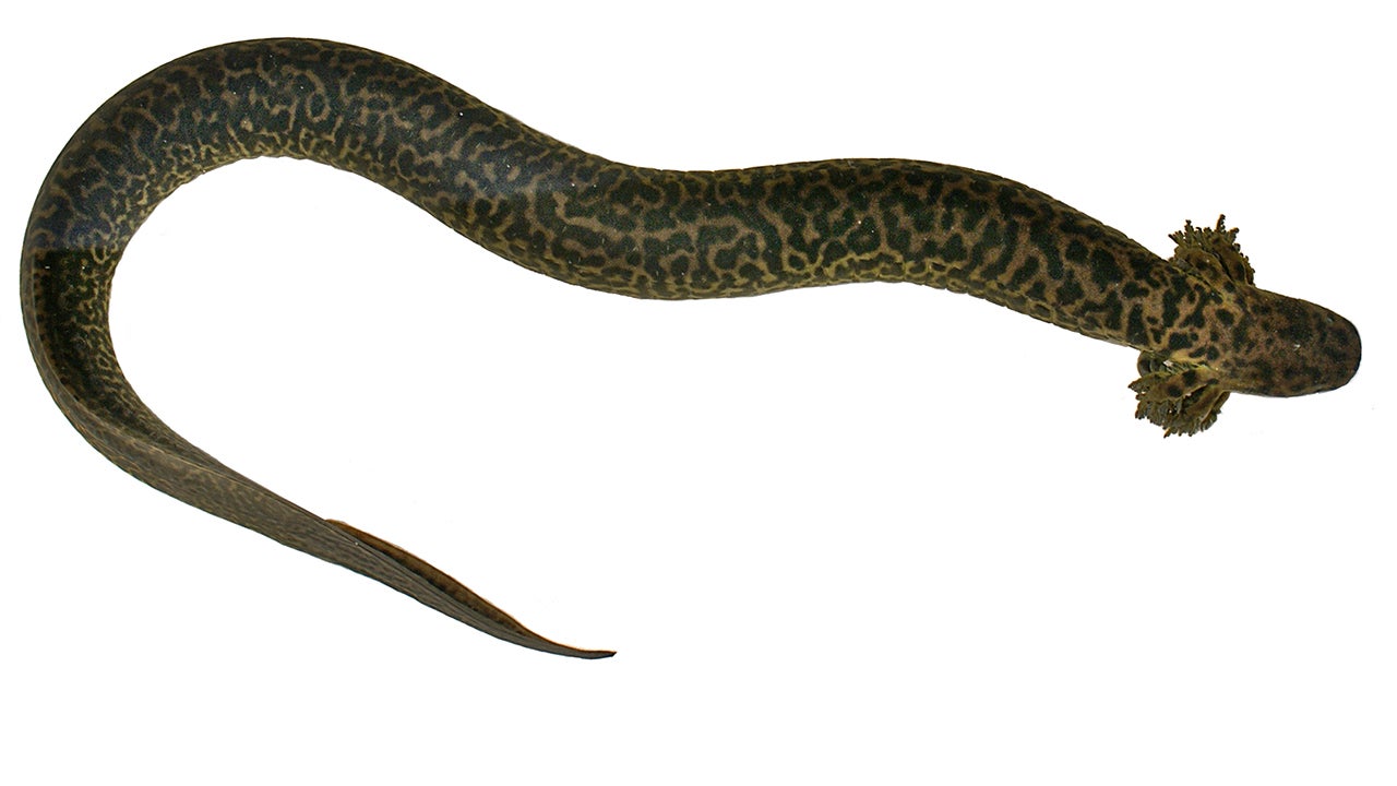 Scientists Find New Species of Giant Salamander in Florida The