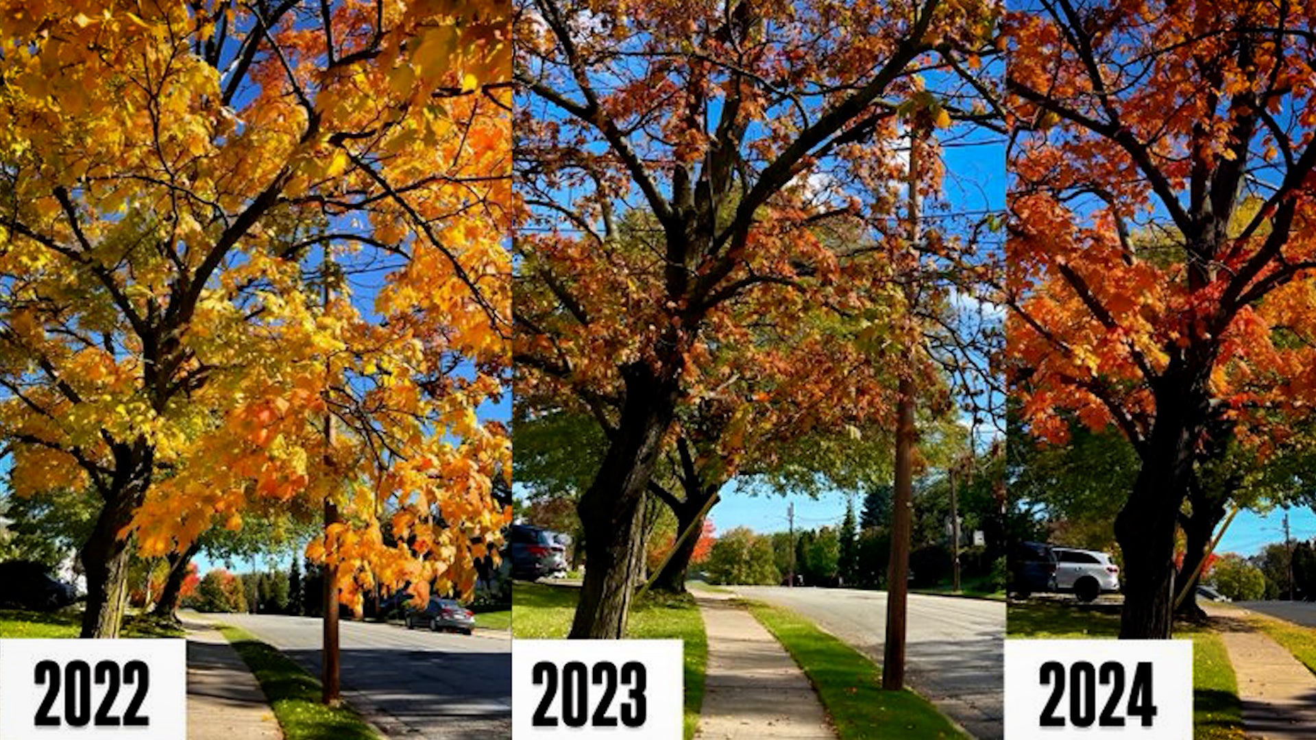 Yearly Photo Reveals How Weather Impacts Fall Foliage