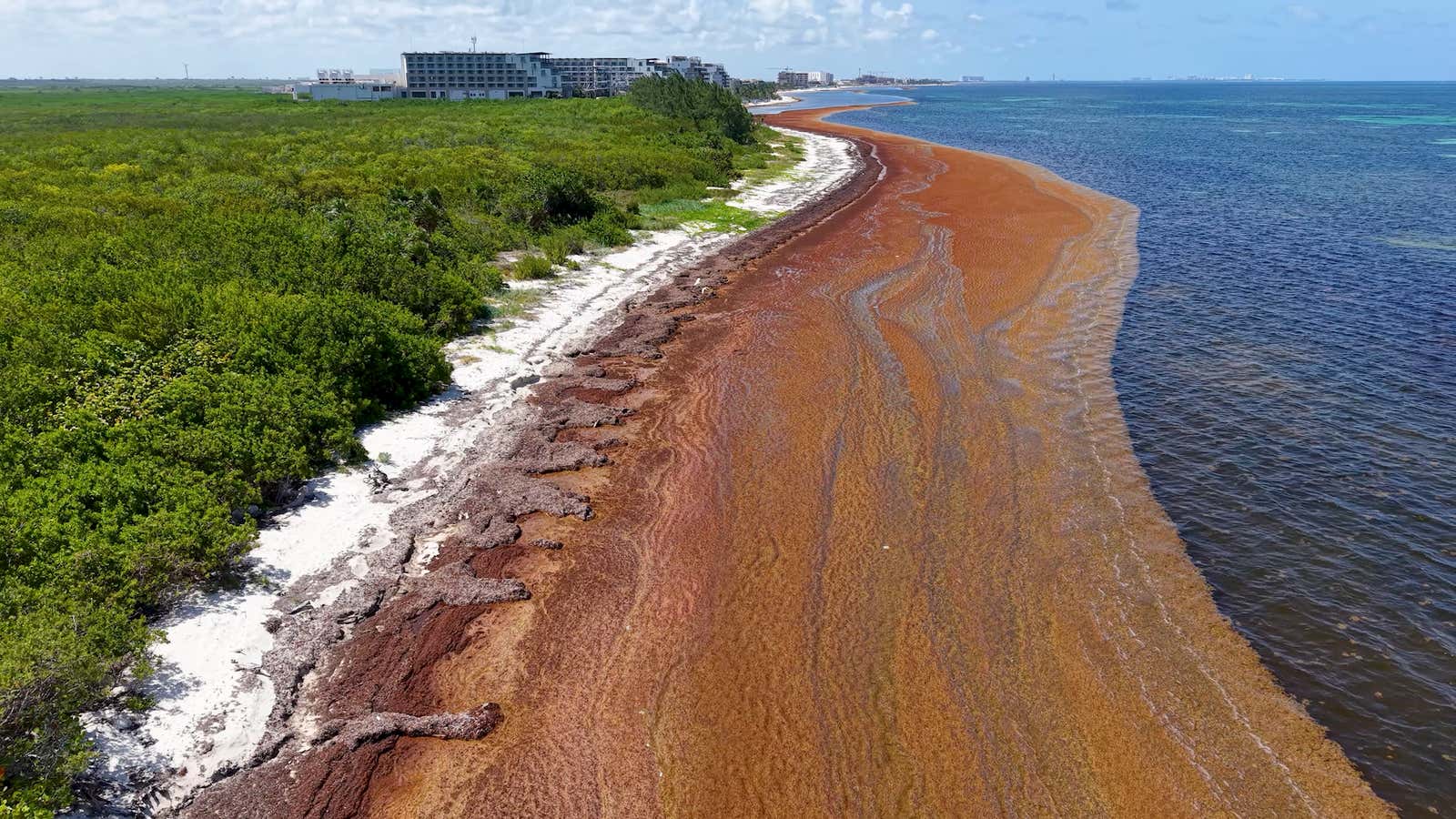 Everything You Need To Know About Sargassum