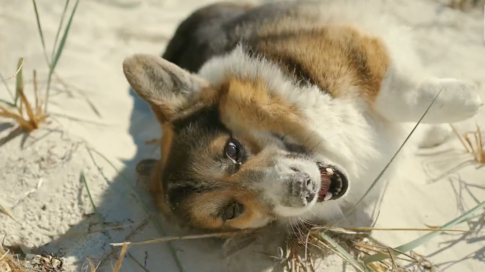 Is Sargassum Seaweed Dangerous For Pets?