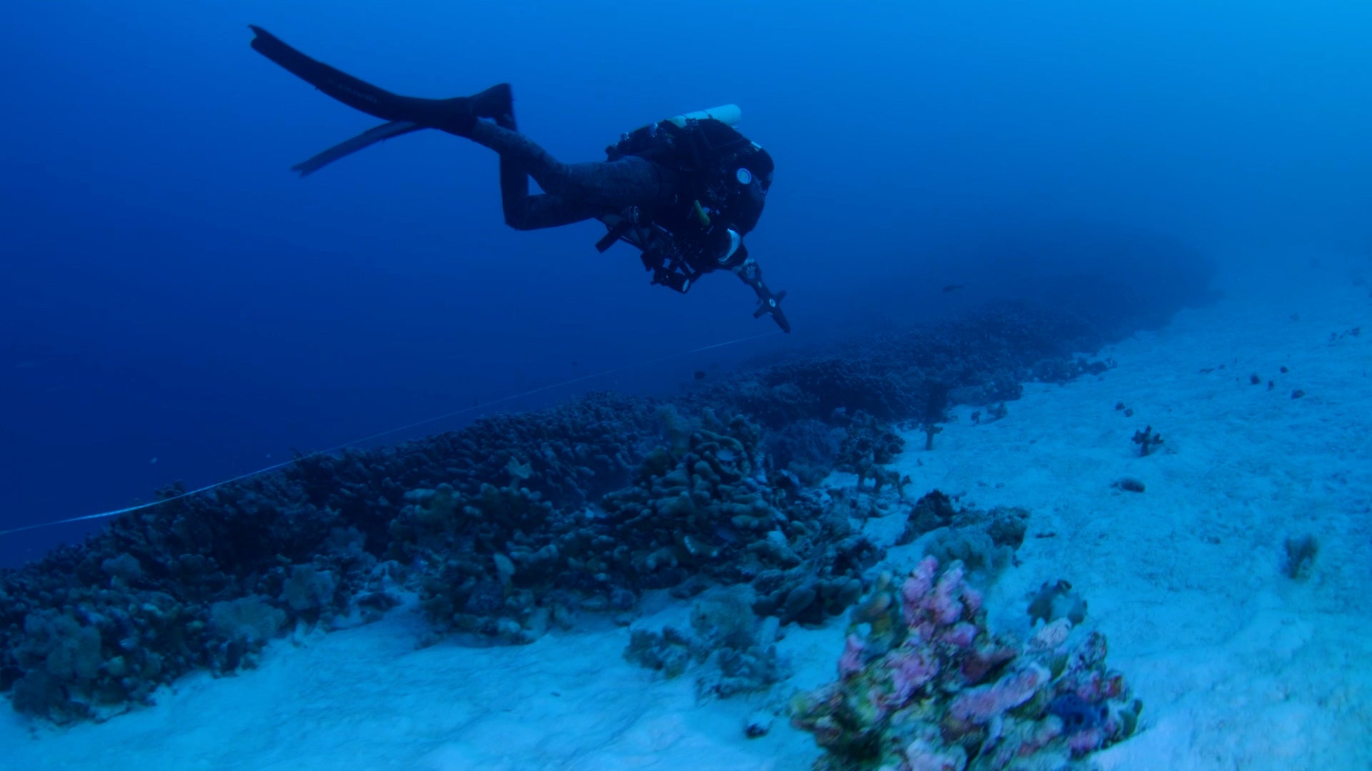 World&rsquo;s Largest Coral Found In Pacific Ocean