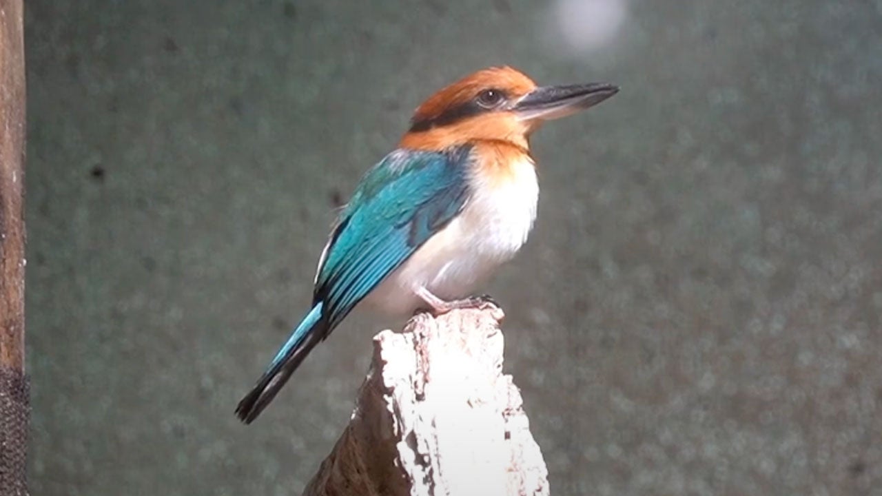 Guam Kingfisher Breeds In Wild For First Time In 40 Years