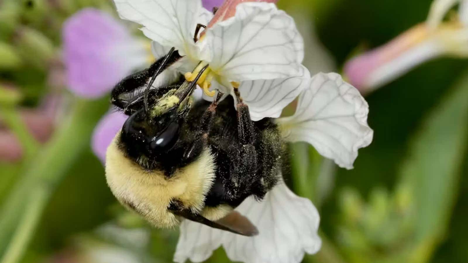 Wolds Rarest Bee It’s OK to love all the bees (the honey bees, too) | Weather.com