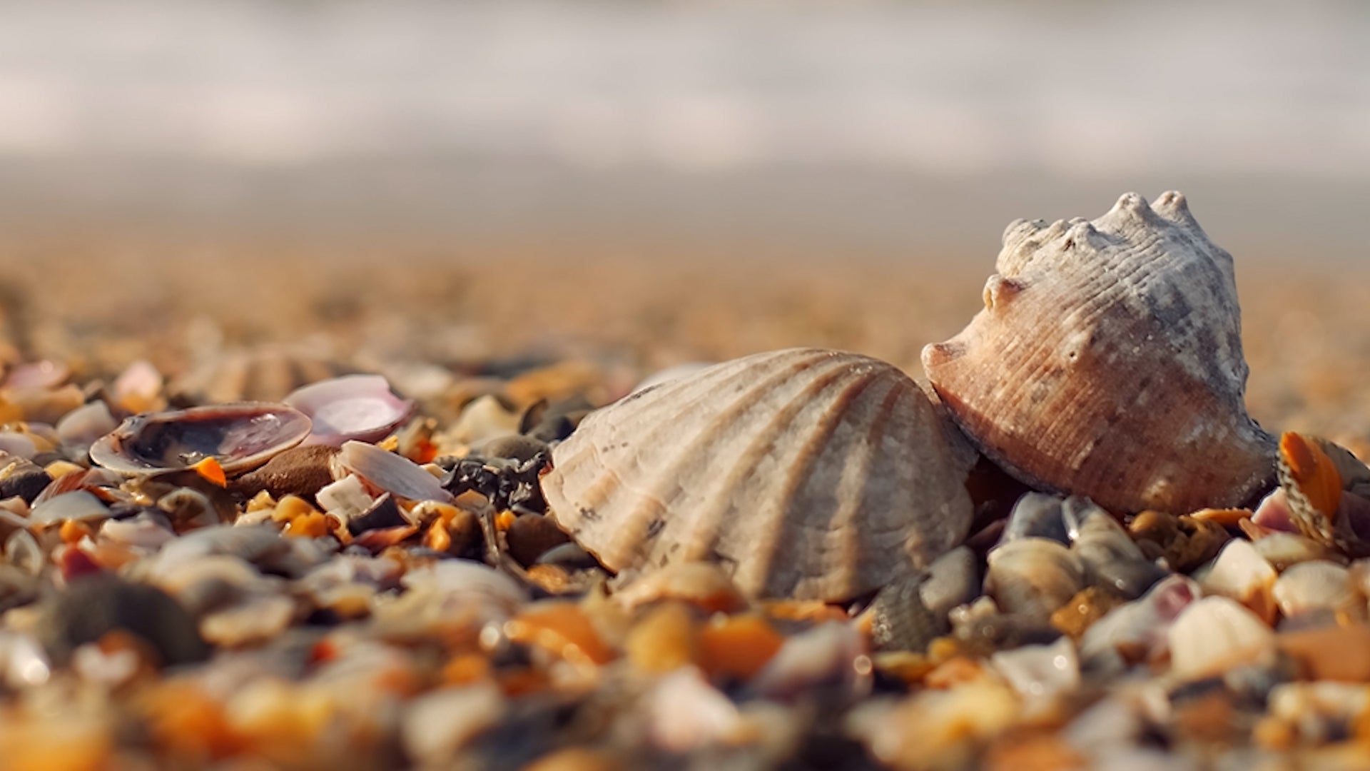 USC Team Creates Biodegradable &lsquo;Plastic&rsquo; From Seashells