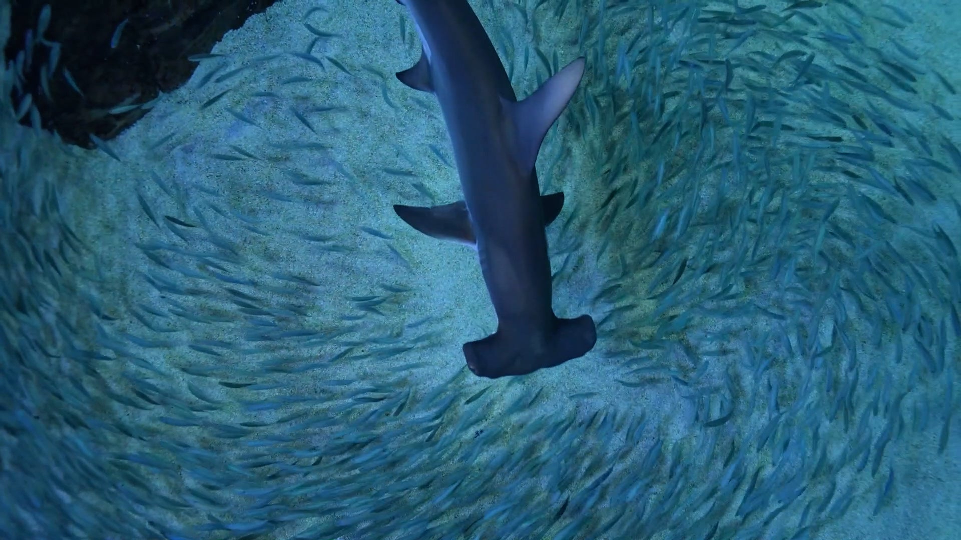 From Fear To Fascination: Rewriting The Shark Story