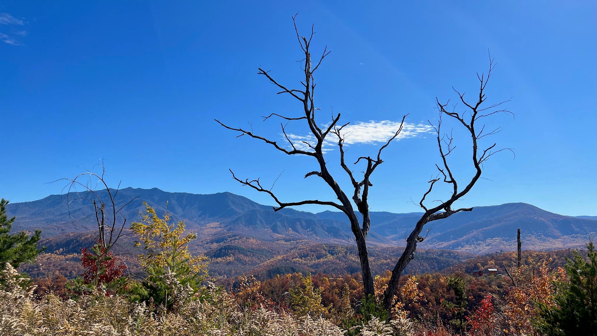 Planting Hope In The Smoky Mountains